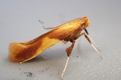 Caloptilia robustella