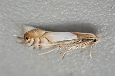 Phyllonorycter roboris