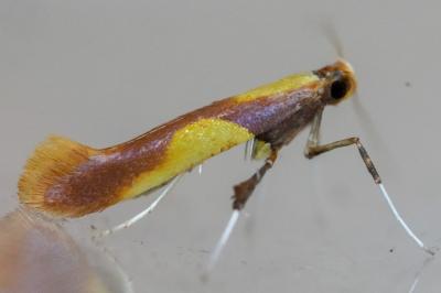 Caloptilia alchimiella