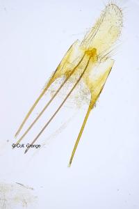 Anacampsis blattariella