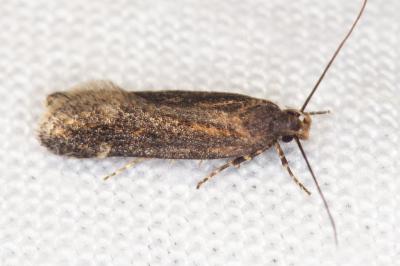 Aroga velocella