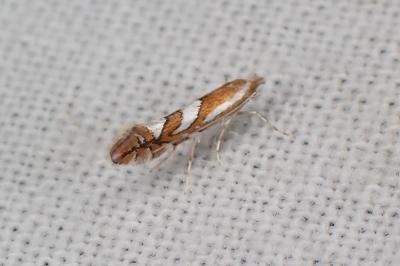 Phyllonorycter junoniella
