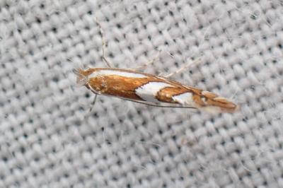 Phyllonorycter junoniella