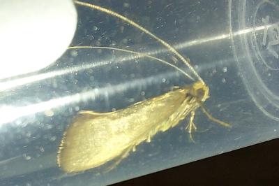 Nematopogon swammerdamella