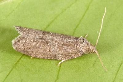 Cnephasia pumicana