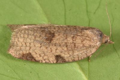 Lozotaenia forsterana