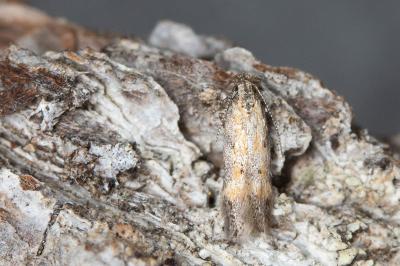 Athrips nigricostella