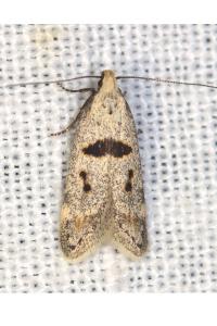 Mirificarma cytisella
