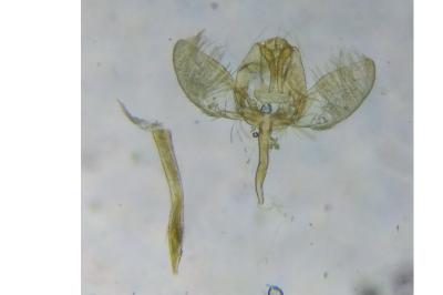 Swammerdamia pyrella