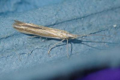 Coleophora albicosta