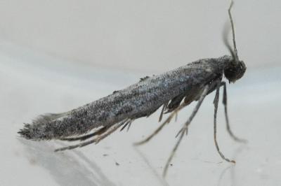 Ochromolopis staintonellus
