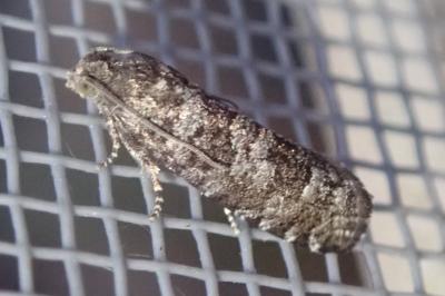 Retinia resinella