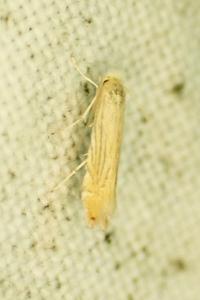 Phyllonorycter parisiella