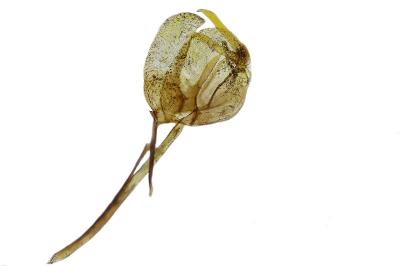 Ocnerostoma friesei
