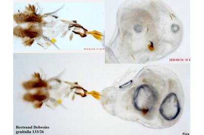 Pammene rhediella