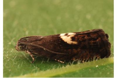 Pammene populana