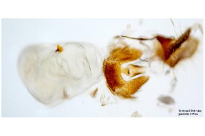 Pammene germmana