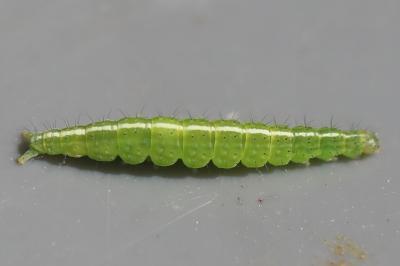 Ypsolopha scabrella