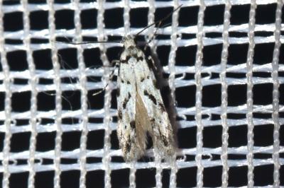 <i>Stenolechiodes pseudogemmellus</i>