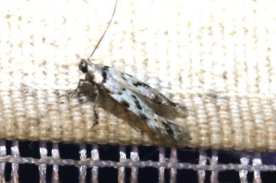 <i>Stenolechiodes pseudogemmellus</i>