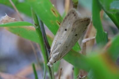 <i>Nothris verbascella</i>