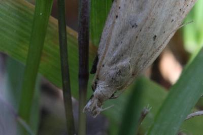 <i>Nothris verbascella</i>