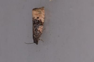 <i>Metendothenia atropunctana</i>
