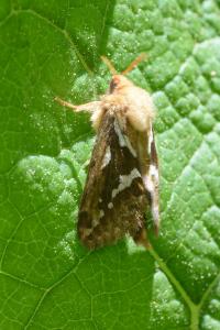 <i>Korscheltellus lupulinus</i>