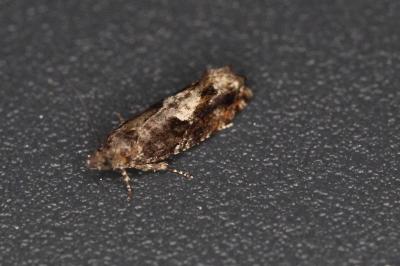 <i>Epinotia immundana</i>