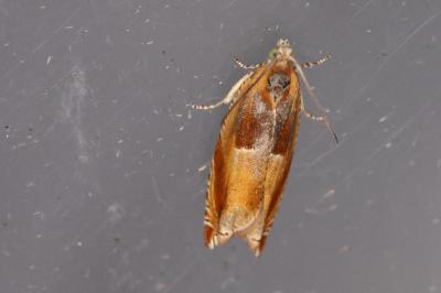 <i>Ancylis mitterbacheriana</i>