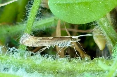 Plutella xylostella