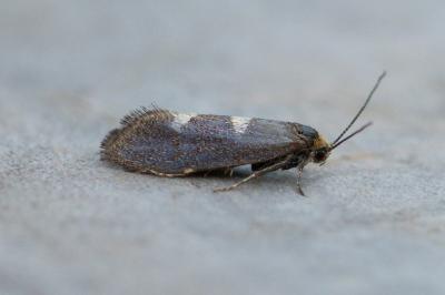 <i>Incurvaria pectinea</i>