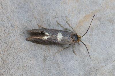 <i>Incurvaria pectinea</i>