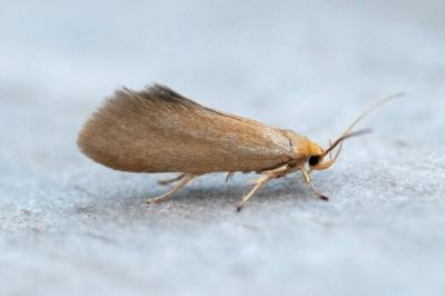 <i>Crassa tinctella</i>