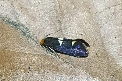 <i>Incurvaria masculella</i>