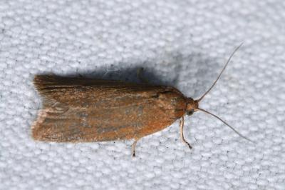 <i>Clepsis unicolorana</i>