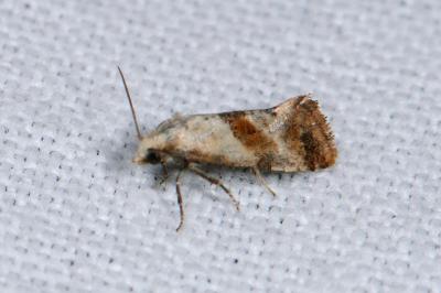 <i>Cochylis epilinana</i>