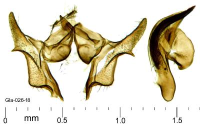 <i>Cochylis epilinana</i>