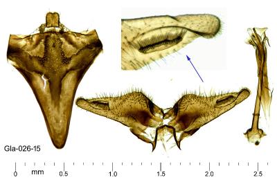 <i>Nematopogon adansoniella</i>