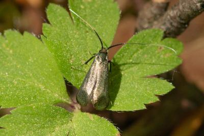 <i>Adela reaumurella</i>