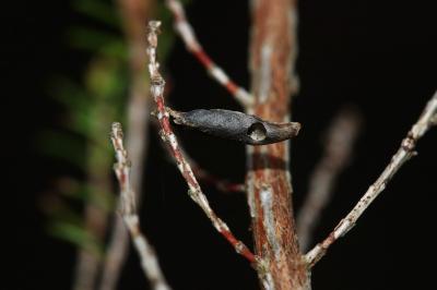 <i>Coleophora pyrrhulipennella</i>