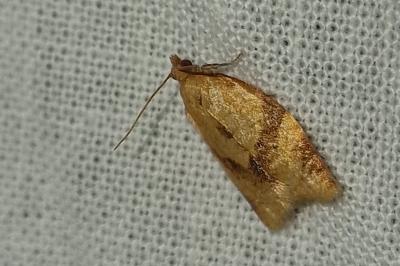 <i>Clepsis consimilana</i>
