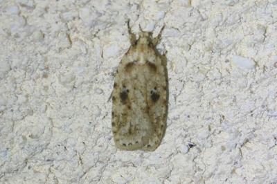 <i>Agonopterix arenella</i>