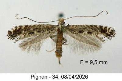 <i>Parornix torquillella</i>
