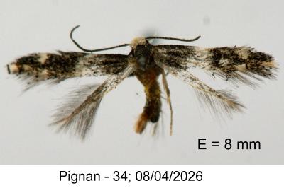 <i>Elachista stabilella</i>
