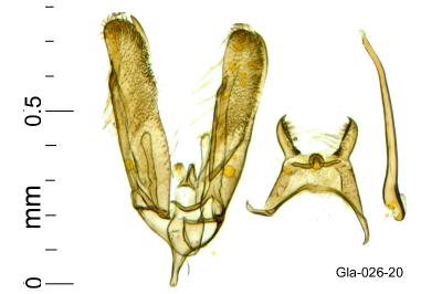 <i>Elachista stabilella</i>