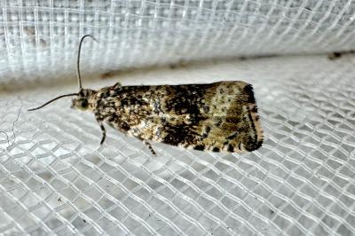 <i>Celypha rurestrana</i>
