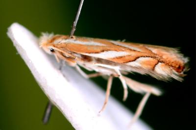 <i>Phyllonorycter distentella</i>