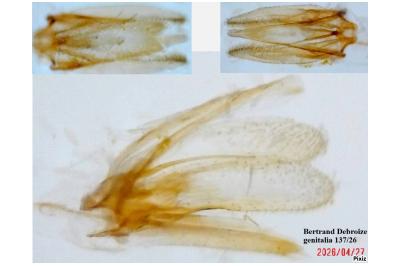 <i>Phyllonorycter distentella</i>