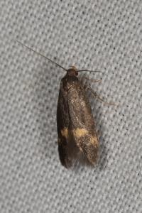 <i>Borkhausenia minutella</i>
